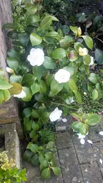 Kamelie (2).webp