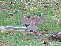 IMG_7169 v (2).JPG