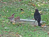 IMG_7170 v (2).JPG