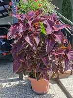 IMG_20220717_120047.webp