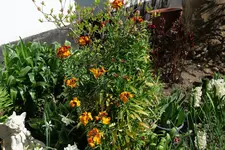 Goldlack 20230421.webp