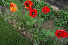 Tulpen Gudoshnik 20230422.jpg