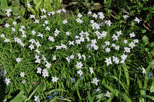 Sternblume Ipheion uniflorum.jpg