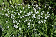 Sternblume Ipheion uniflorum.webp