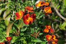 Goldlack Blüte 20230421.jpg
