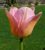 2023TomP.webp 2023TomP.webp