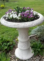 Hornveilchen.webp