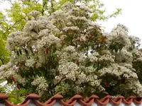 P1180180.webp