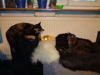 DSC00420.JPG