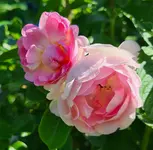 20230425_152451.webp