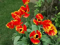 Tulpe Banja Luka 20230425.webp