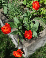 Tulpe SunLover 20230425.jpg