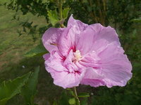 Hibiskus2.JPG