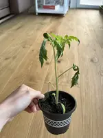 014E58B8-60B5-40A9-BAC1-B7746854807C.jpeg 014E58B8-60B5-40A9-BAC1-B7746854807C.jpeg