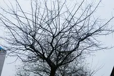 Zierapfel 1 20230212.webp