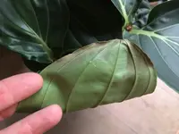 Medinilla Magnifica-I_2019-01_Blattschäden_01.jpg Medinilla Magnifica-I_2019-01_Blattschäden_01.jpg