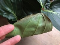 Medinilla Magnifica-I_2019-01_Blattschäden_01.jpg
