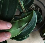 Medinilla Magnifica-I_2019-01_Blattschäden_02.jpg