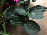 Medinilla Magnifica-I_2019-01.jpg