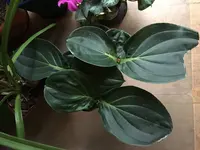 Medinilla Magnifica-I_2019-01.jpg Medinilla Magnifica-I_2019-01.jpg