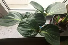 Medinilla Magnifica-I_2019-03_Blattschäden_04.jpg Medinilla Magnifica-I_2019-03_Blattschäden_04.jpg