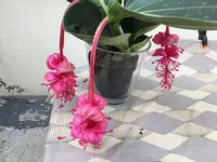 Medinilla Magnifica-I_2018-10.jpg Medinilla Magnifica-I_2018-10.jpg