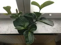 Medinilla Magnifica-I_2019-11_01.jpg Medinilla Magnifica-I_2019-11_01.jpg