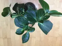 Medinilla Magnifica-I_2019-11_03_05.jpg Medinilla Magnifica-I_2019-11_03_05.jpg