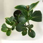 Medinilla Magnifica-I_2020-04_Blattschäden_01.jpg Medinilla Magnifica-I_2020-04_Blattschäden_01.jpg