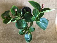 Medinilla Magnifica-I_2020-04_Blattschäden_02.jpg Medinilla Magnifica-I_2020-04_Blattschäden_02.jpg