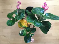 Medinilla Magnifica-I_2020-06_01.jpg Medinilla Magnifica-I_2020-06_01.jpg