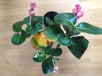 Medinilla Magnifica-I_2020-06_01.jpg