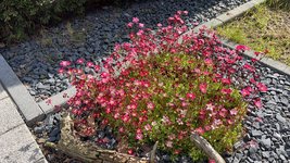 IMG_6580.jpeg