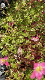 IMG_6584.jpeg