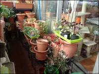 c031.webp