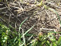 P4270034.webp