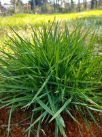 gras_1.jpg