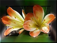 42.webp