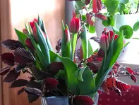 P1390614.webp