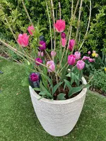 Kübelpflanze Veigelie_01.04_Tulpenmischung 'Hokus Pokus' spät.jpg
