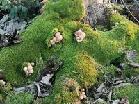 Pilze-Moos.webp