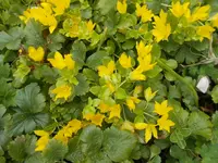 Pfennigkraut (2).webp