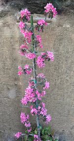 Säulen-Apfel Ballerina 'Maypole' Blüte.jpg
