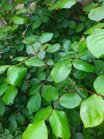 IMG_20230429_185209.webp