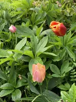 IMG_3065[1].webp