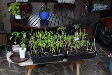 Tomaten 0123.JPG