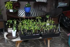 Tomaten 0123.webp