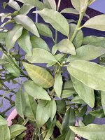 IMG_5764.jpeg
