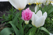 Tulpe Huis ten Bosch 20230429.jpg