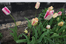 Tulpe Moulin Rouge 20230429.jpg